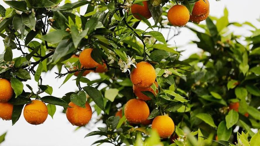 忠橙:夯实产业基础 品牌引领发展 – 重庆市农产品质量安全网