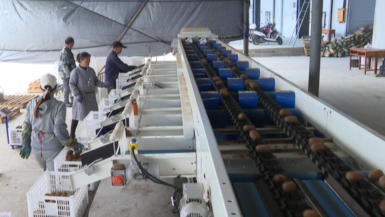 修文县六桶镇贵州罗氏果品开发生产车间工作人员正在把一筐筐