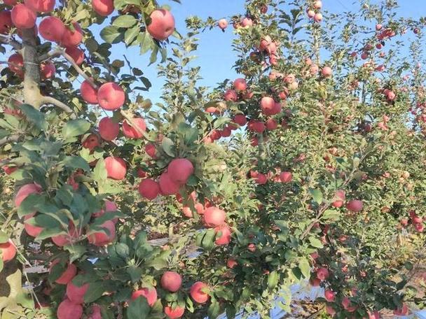 凤翔区范家寨镇:红苹果铺就当地群众致富路|果业|增收|果品_网易订阅